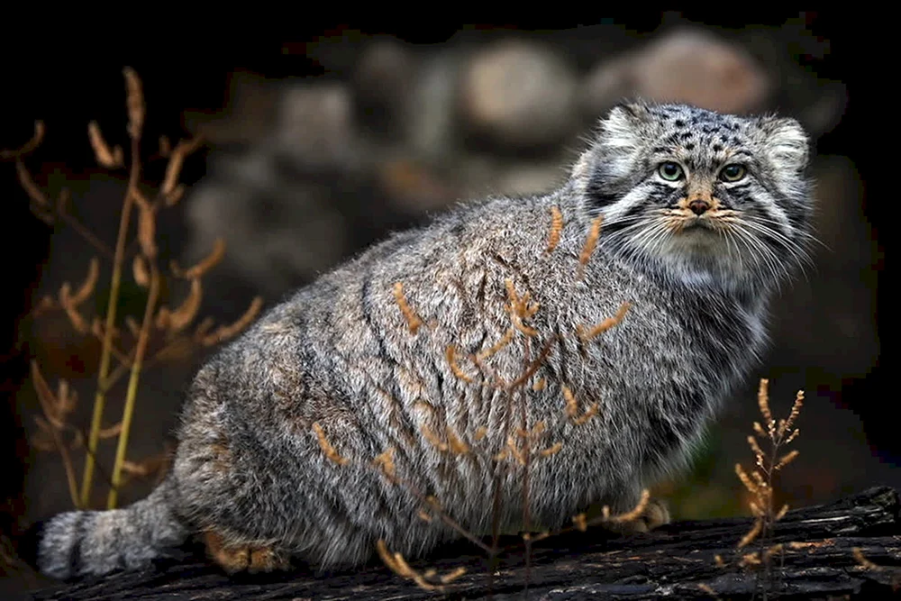 Steppenkatze Manulkatze