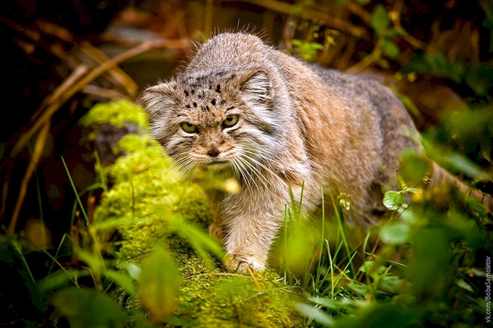 Europäische Waldkatze Schilfkatze