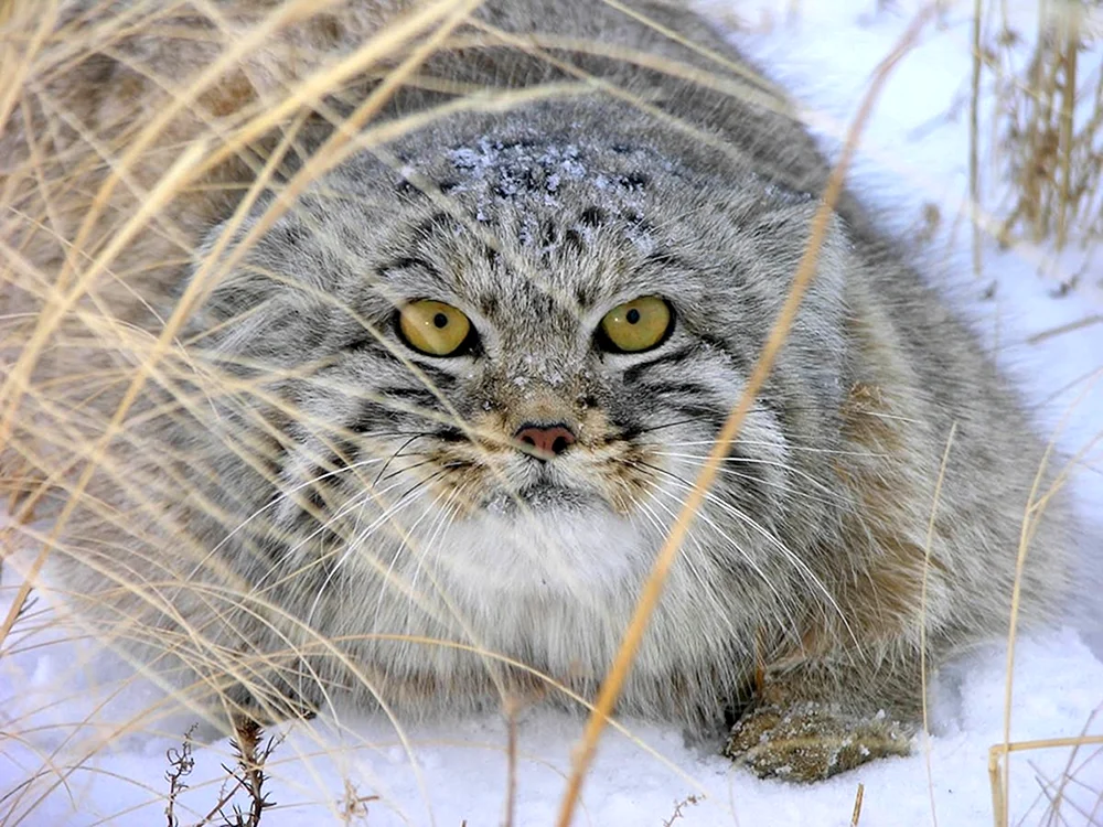 Steppenkatze Manul