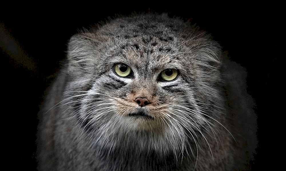 Steppenkatze Manul