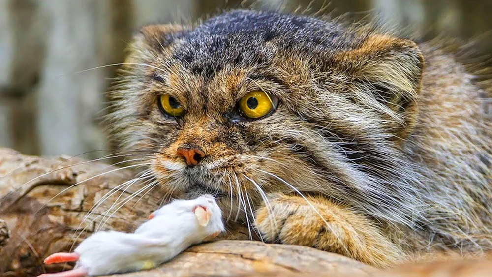 Leberkatze Fischer