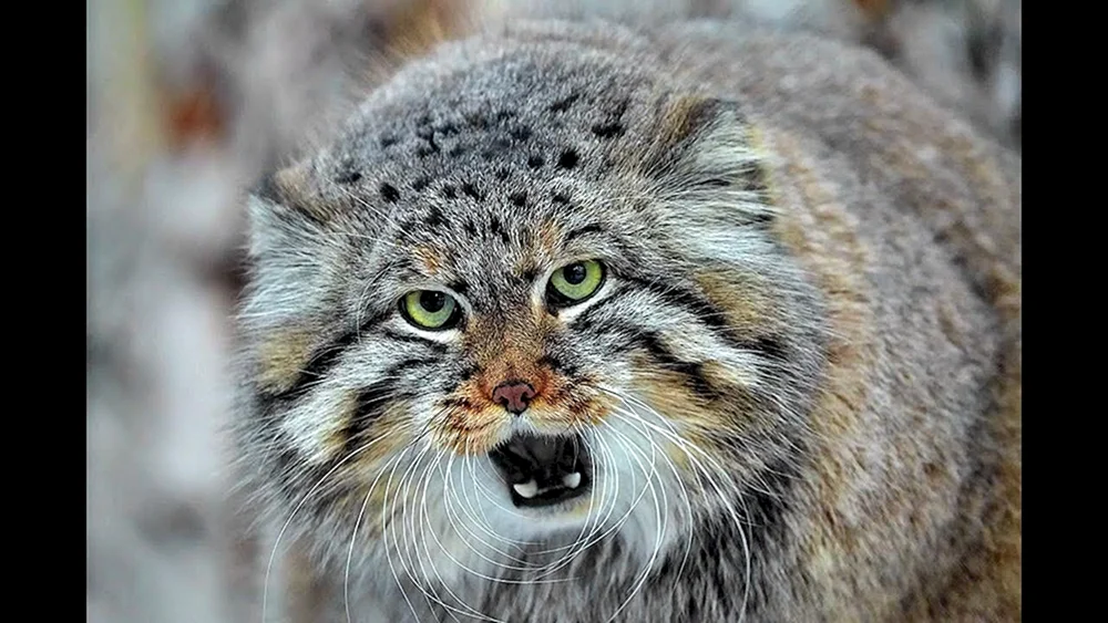 Wildkatze Manul