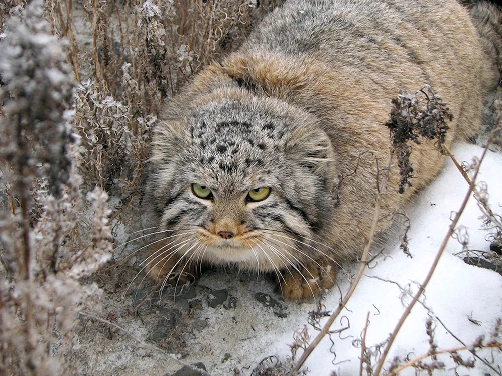 Waldkatze Prionailurus bengalensis euptilurus