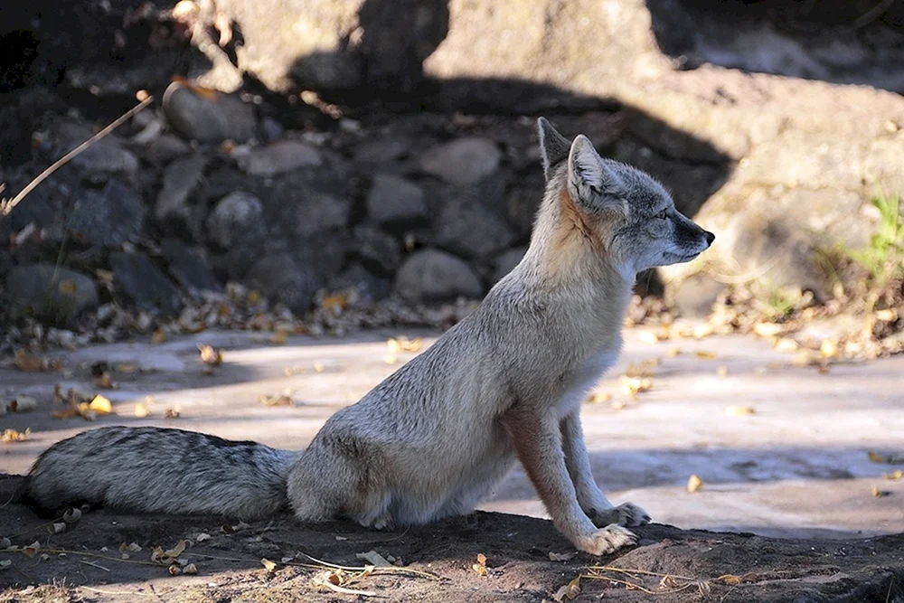Vixen Korsak