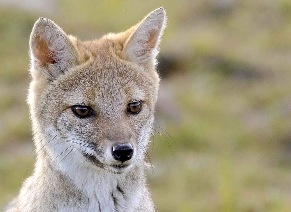 Westfuchs Korsak