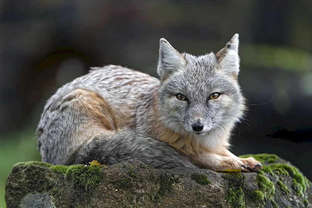 Westfuchs Korsak