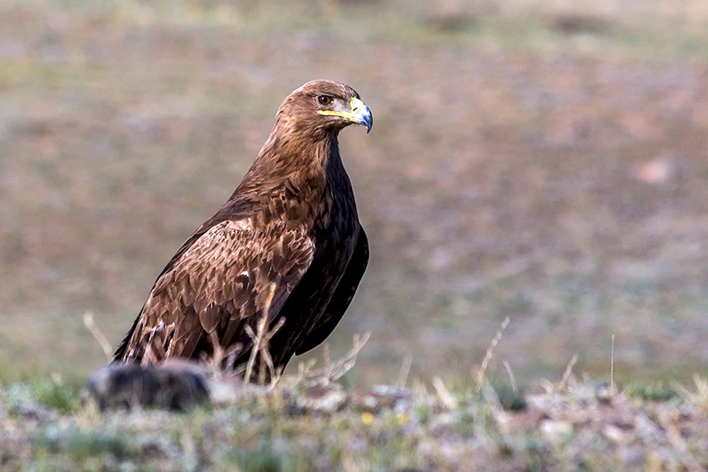 Steppenadler Aquila nipalensis