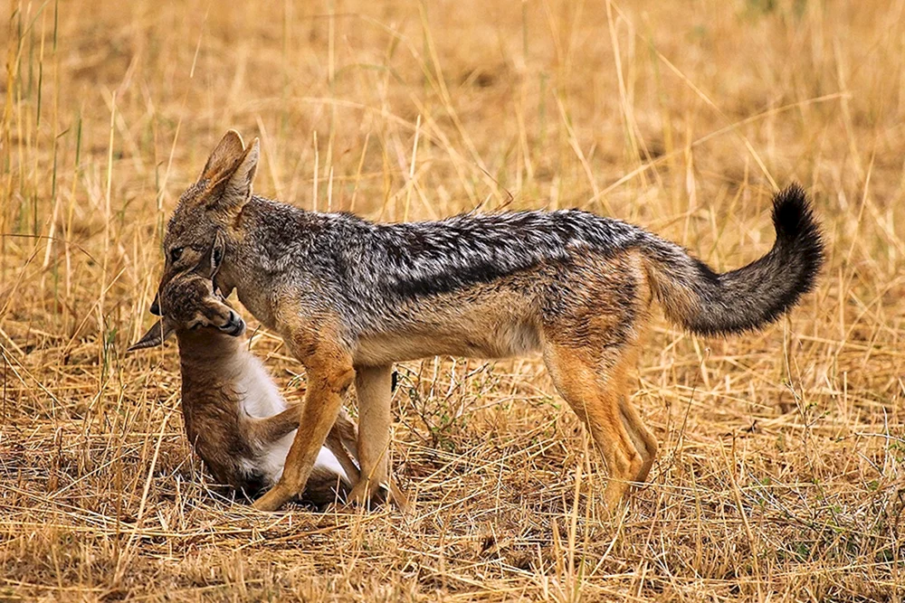 Cheprachny jackal canis mesomelas