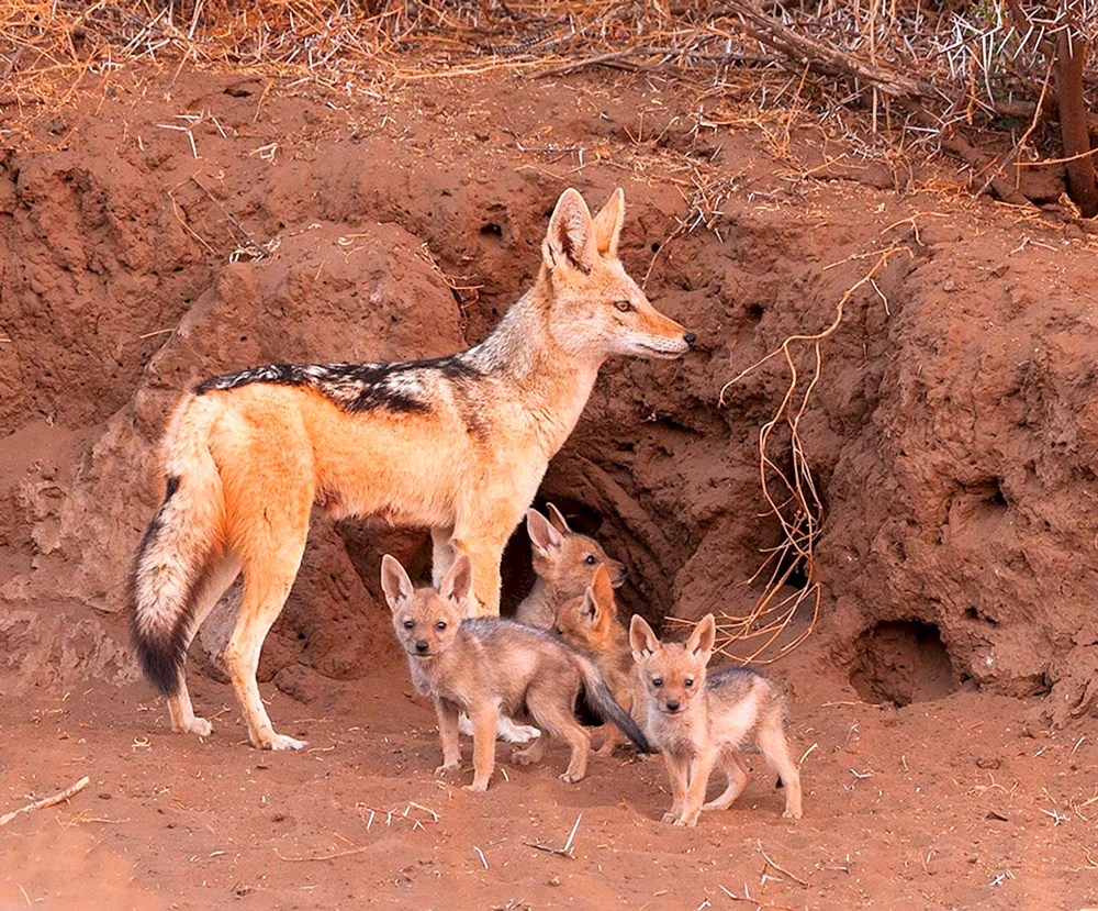 Cheprachny Schakal Wolgograder Gebiet
