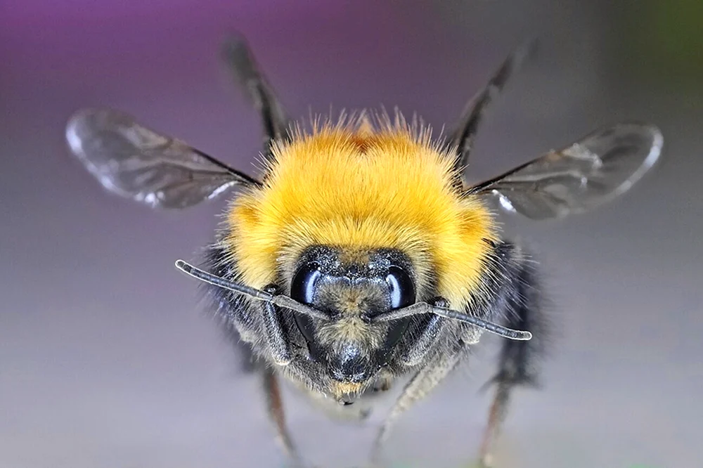 Steppenhummel Bombus fragrans