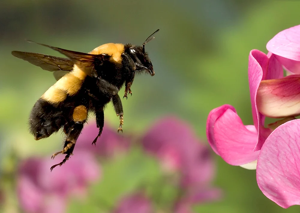 Hummel auf dem Löwenzahn