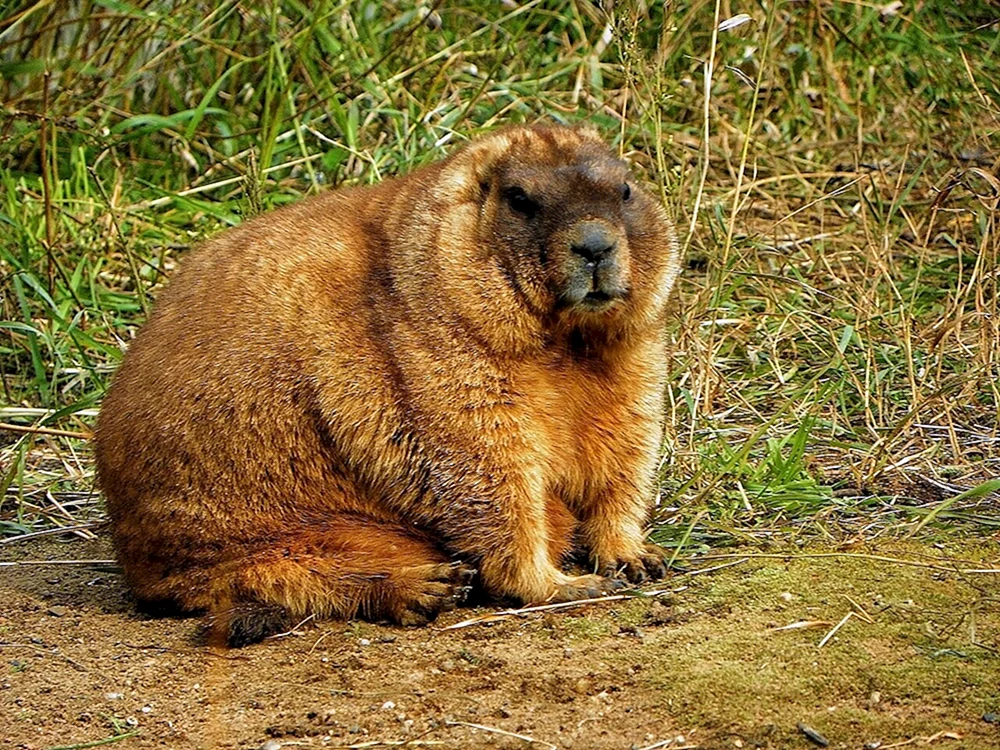 Murmeltier Bobak