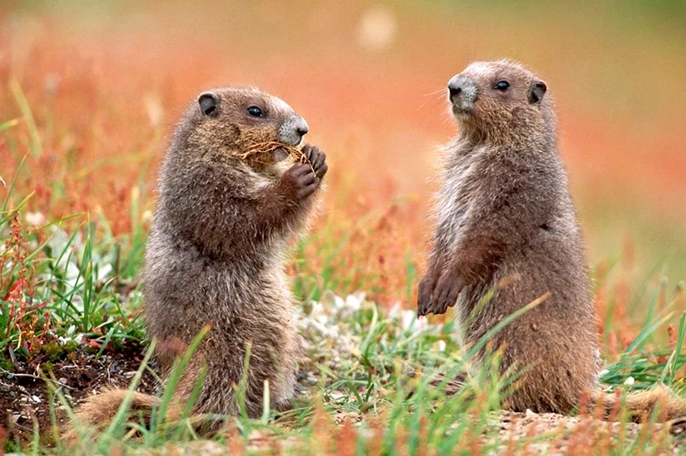 Alpenmurmeltier Marmota Bobak