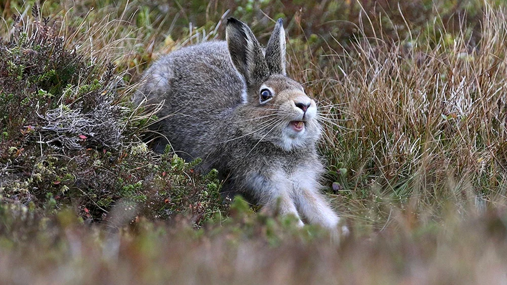 Der Steppenhase Rusak
