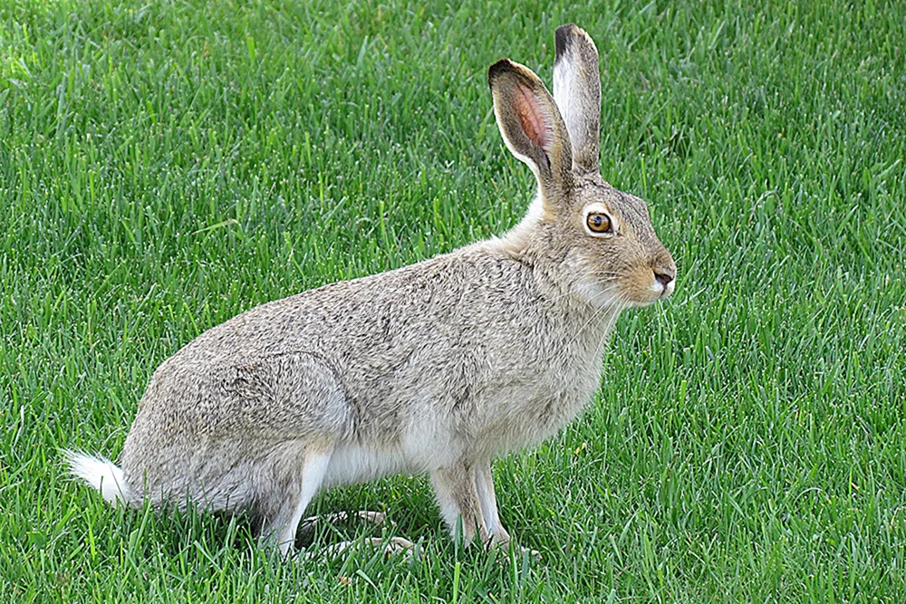 Der Steppenhase Rusak