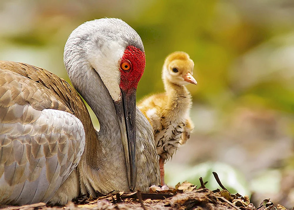 Kanarienvogel-Küken.