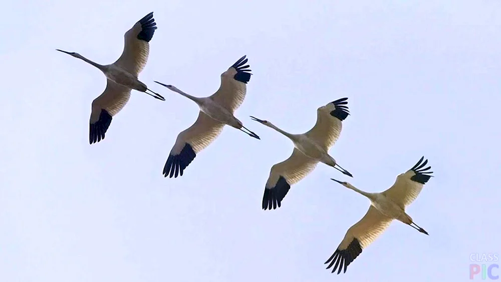 Kranichflug