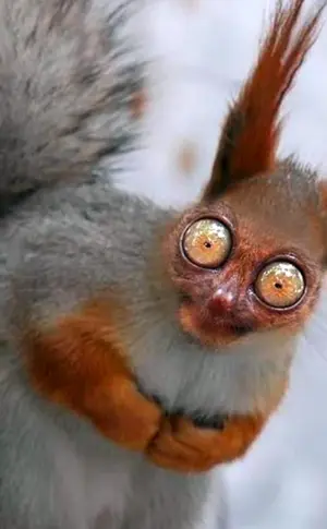 Gruseliges Eichhörnchen