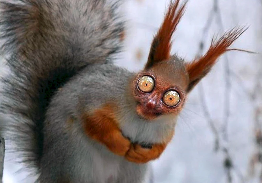 Gruseliges Eichhörnchen