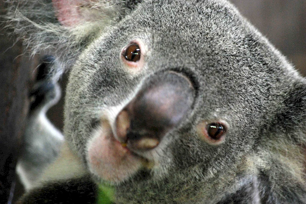 Nasskoala Koala