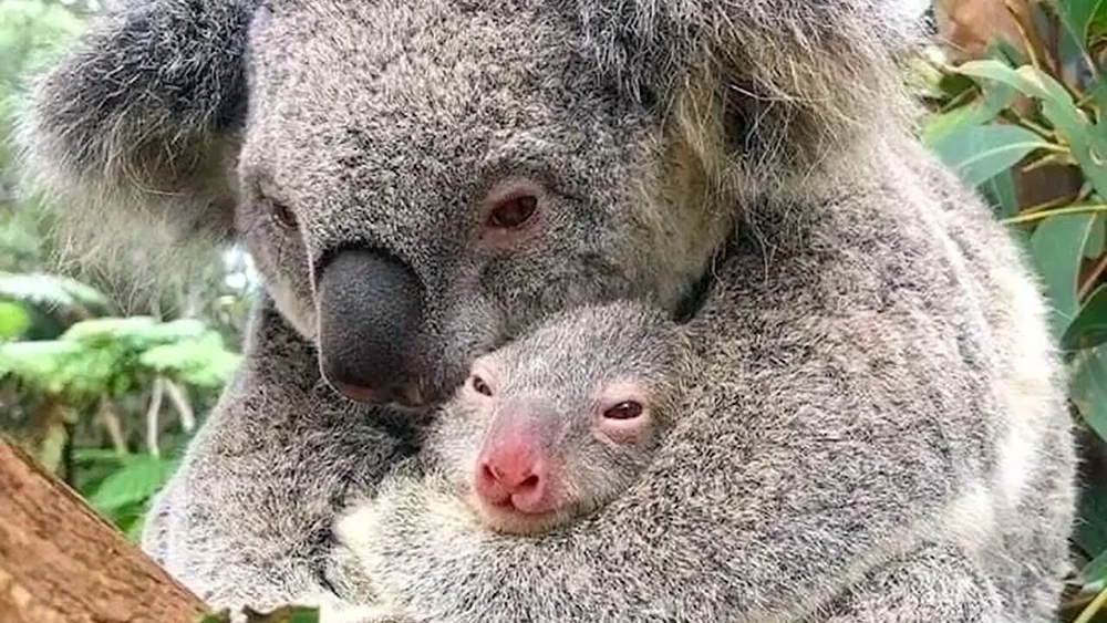 Koala