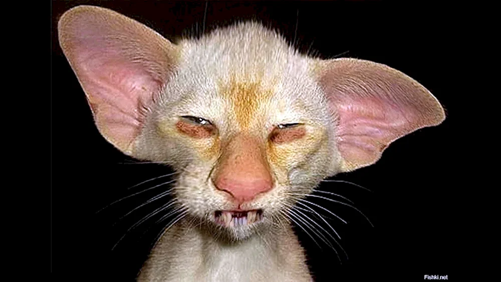 Die erstaunlichen Missgeschicke von Flapjack der Katze