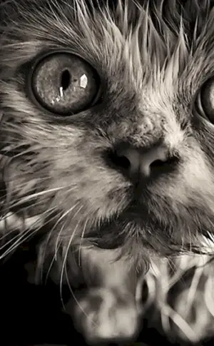 Gruselige weiße Katze