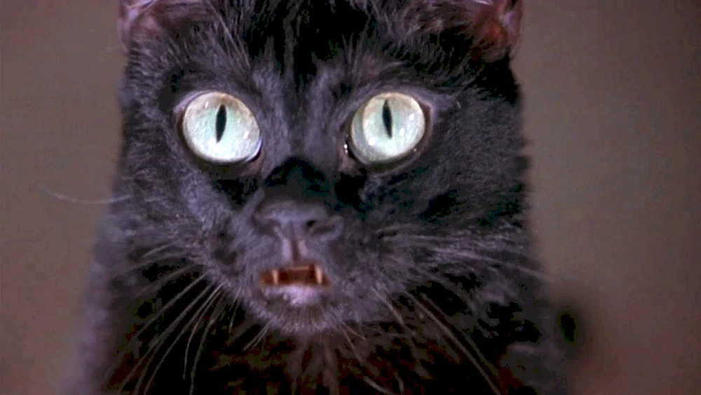 Die Katze mit den schwarzen Augen