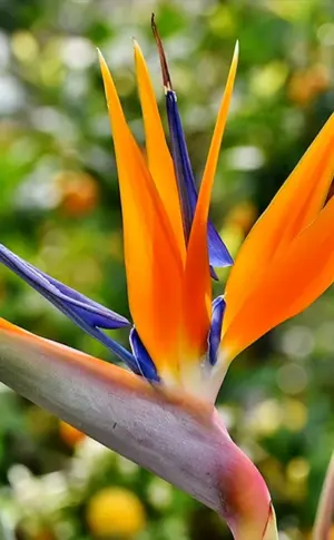 Strelitzia