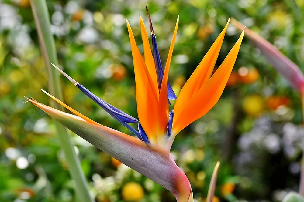 Strelitzia