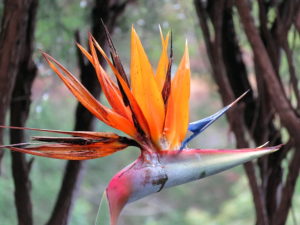 Strelitzia apos
