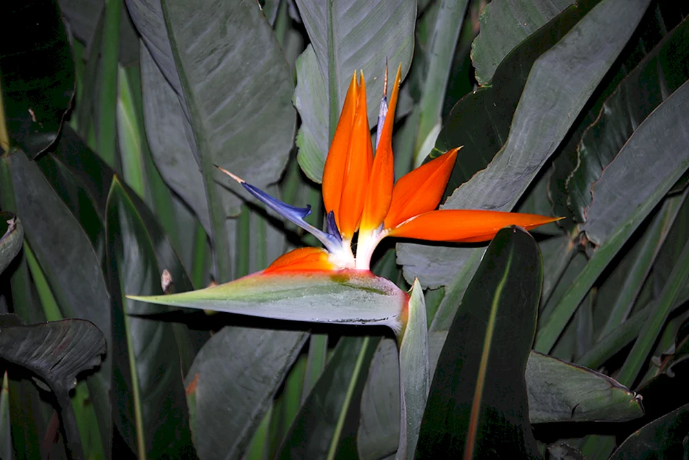 Strelitzia Paradiesvogel