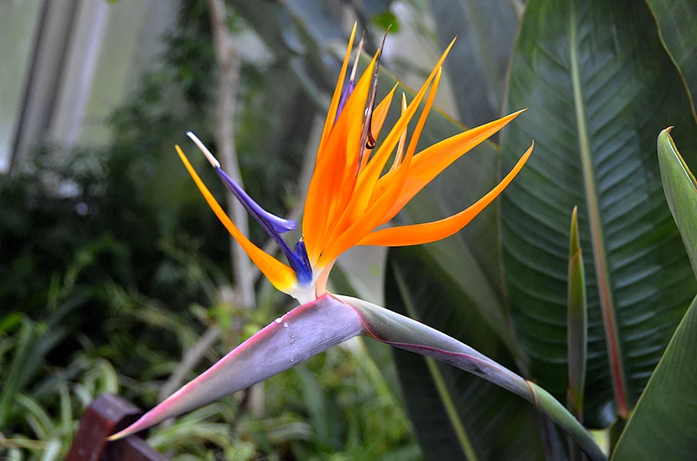 Strelitzia regina