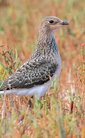Störe