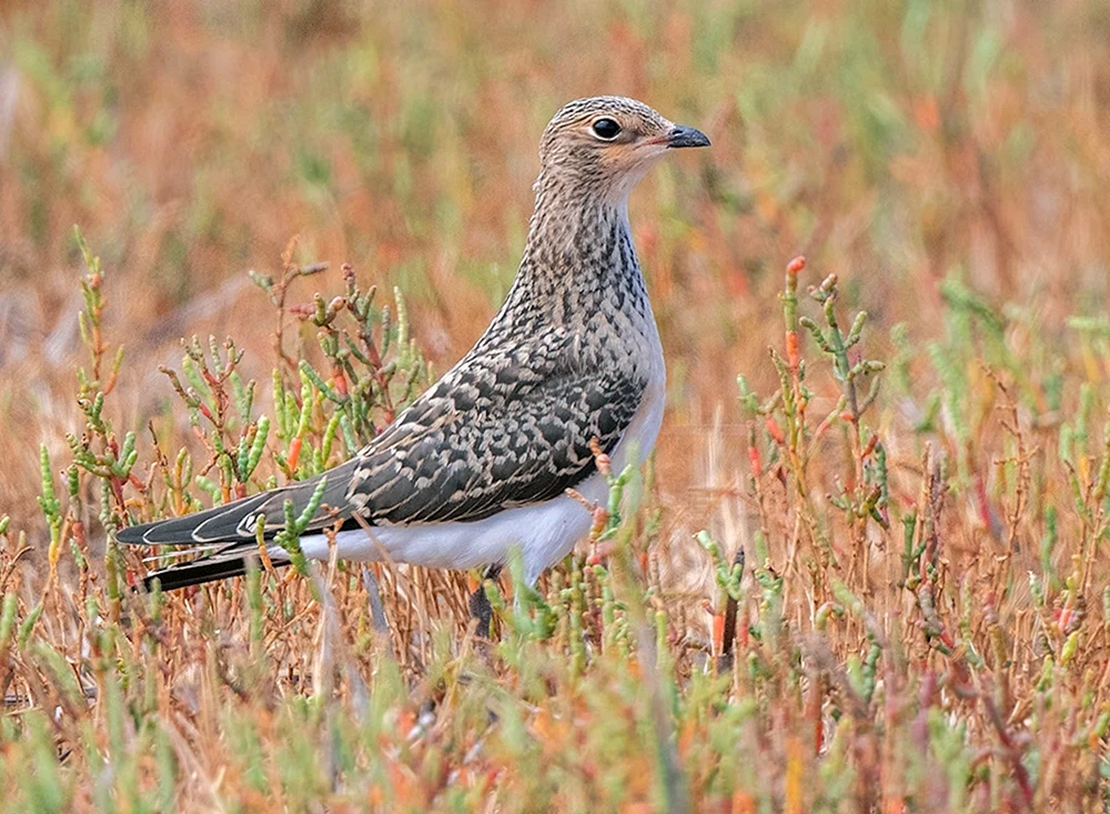 Störe