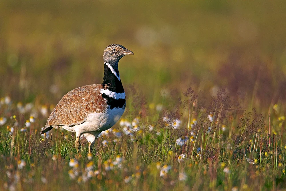 Störe sind Vögel