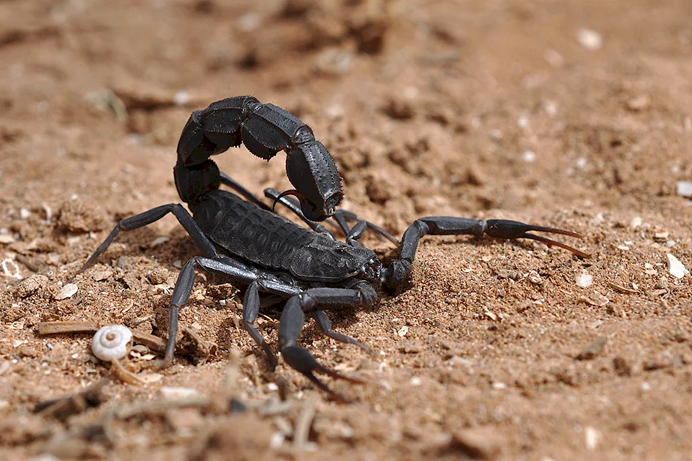 Gestreifter Skorpion
