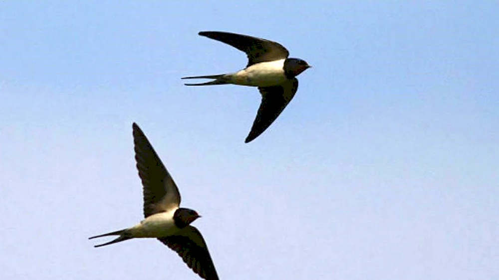 Strenger Zugvogel