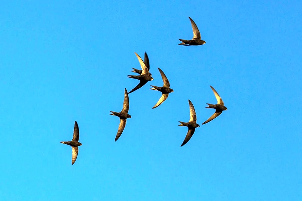Strenger Zugvogel
