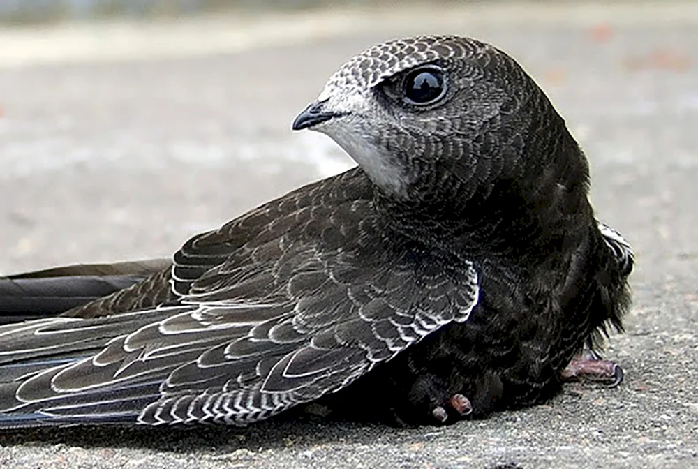 Vogel