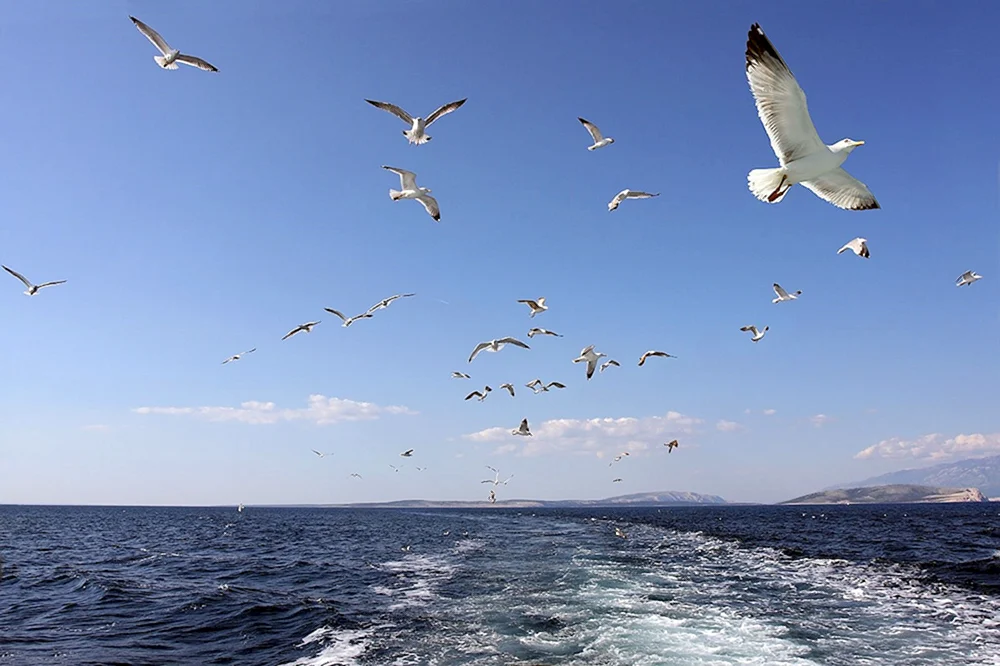 Strigi Gelendzhik Vogel