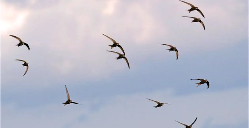 Schwalben am Himmel Vögel