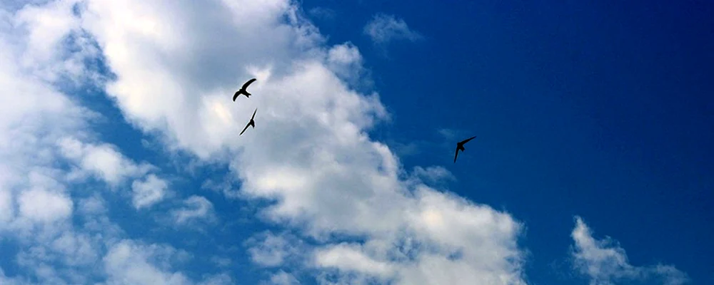 Strenger Zugvogel am Himmel. Vögel