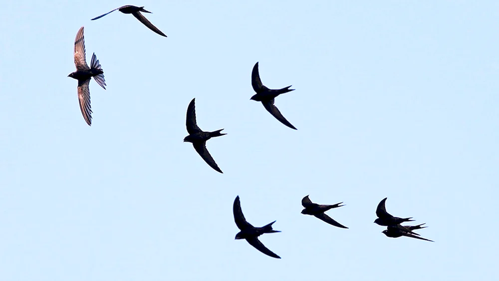 Schwalben am Himmel Vögel