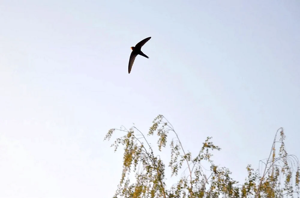Schwalben am Himmel Vögel