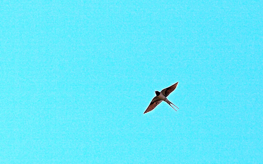 Vögel am Himmel Vögel