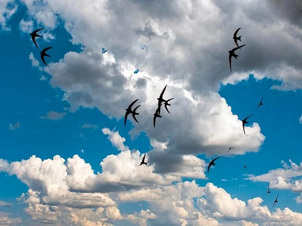 Segler am Himmel Vögel
