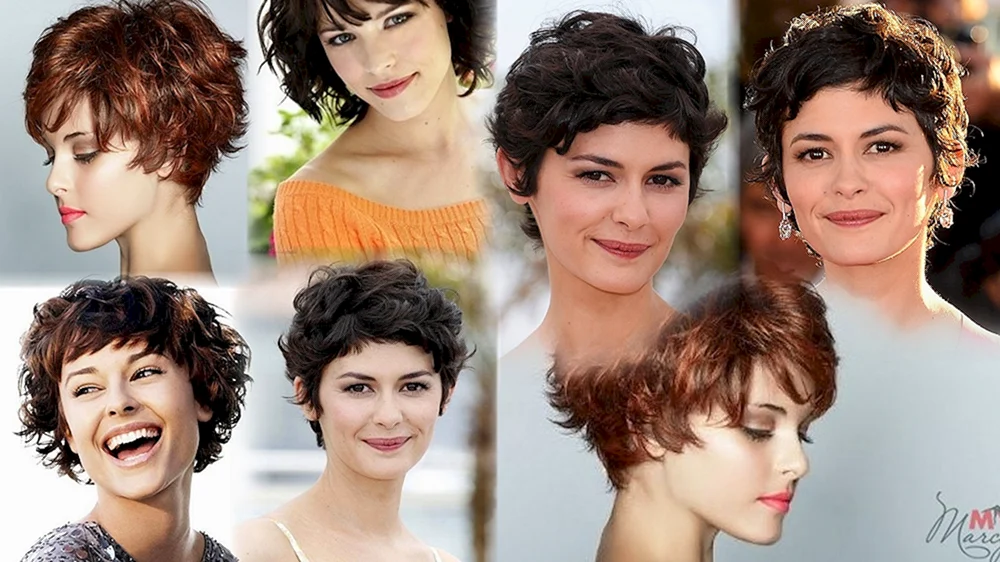 Pixie Bob mit geschlossenen Ohren