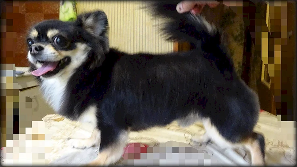 Chihuahua langhaarig geschnitten