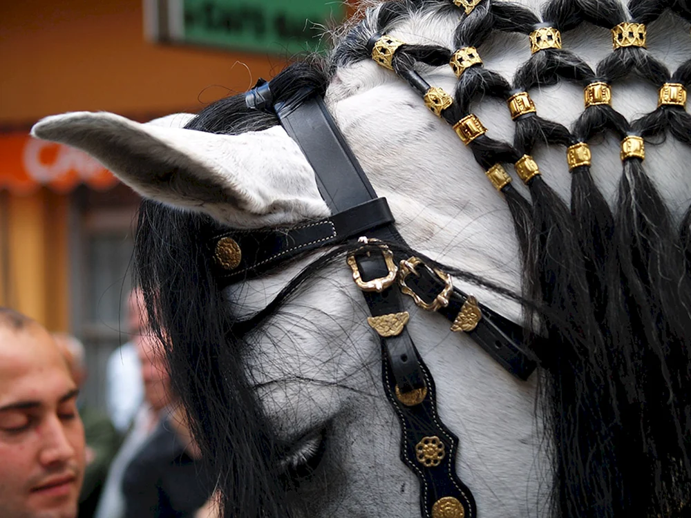 Pferdehaarschnitt